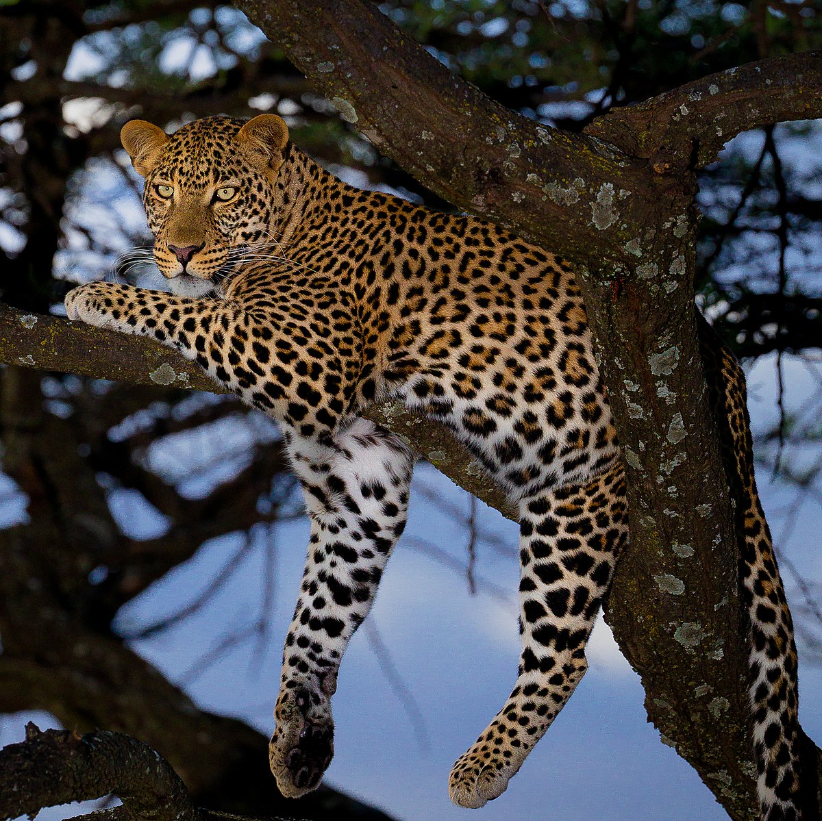 African_leopard_male_cropped
